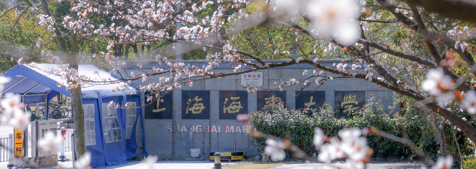 樱花中的校门 樱花中的校门